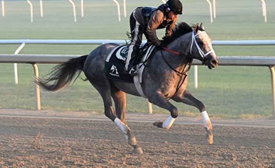 Seize The Grey - winner of the 2024 Preakness Stakes